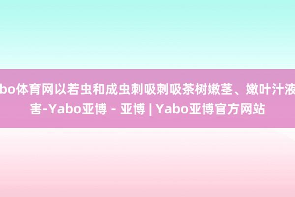 亚bo体育网以若虫和成虫刺吸刺吸茶树嫩茎、嫩叶汁液为害-Yabo亚博 - 亚博 | Yabo亚博官方网站